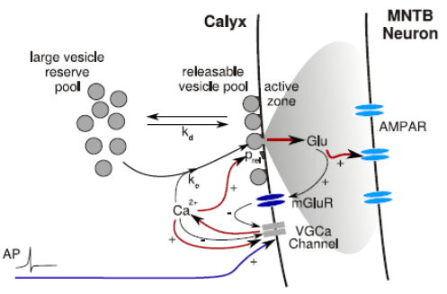 Model of the calyx of Held