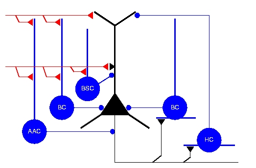 Hippocampal microcircuit