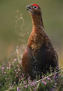 _wsb_302x435_lauries+tiffs+red+grouse
