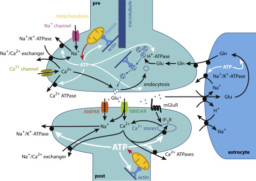 Synaptic energy pathways