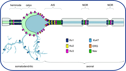 MNTB principle neuron