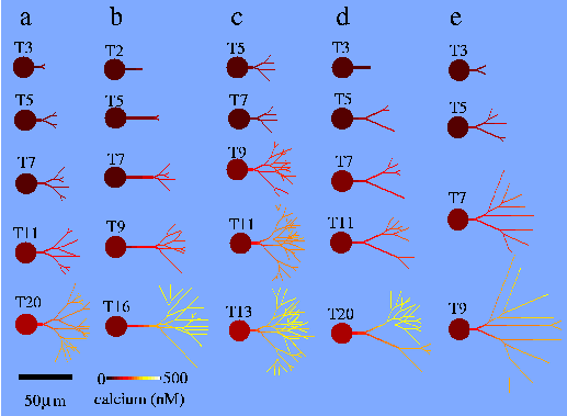 Variety of model neurites from the MAP2 model