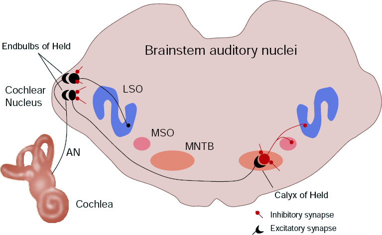 brainstem auditory nuclei