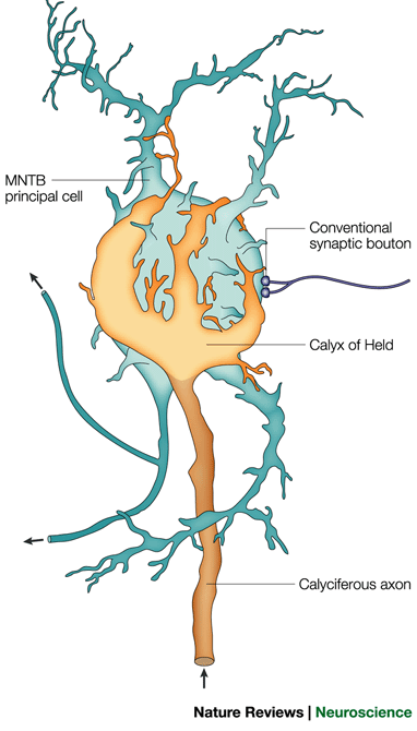 calyx of Held schematic